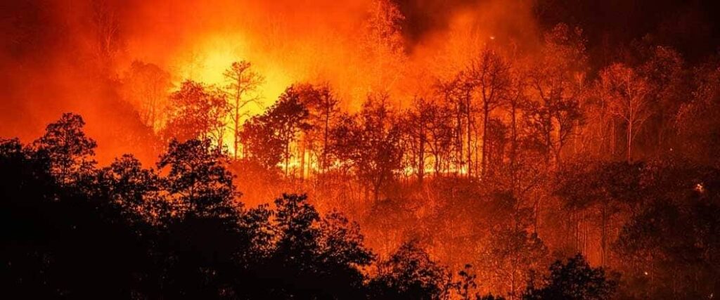 A wildfire in a deciduous forest.